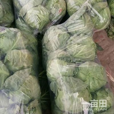 甘蓝河南平顶山汝州市_批发_供应-一亩田农业网_专业的农产品信息商务平台